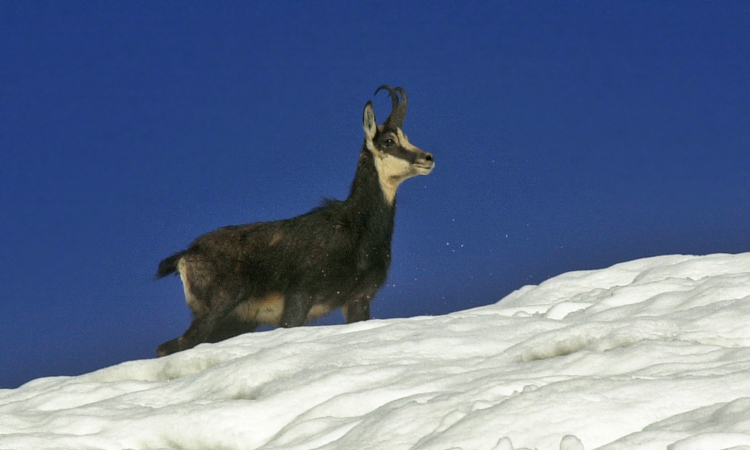 camoscio alpi marittimi