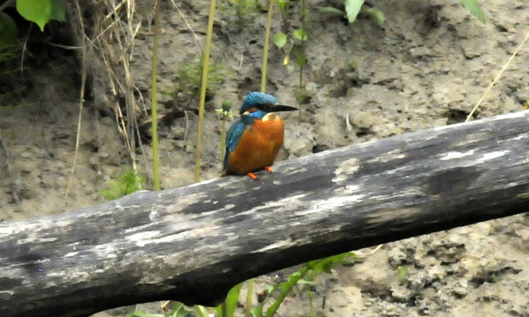 common kingfisher