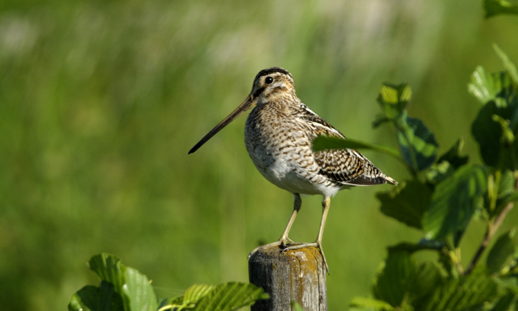 common snipe, gallinago gallinago
