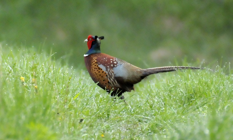 pheasant