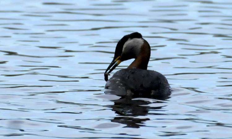 podiceps grisegena