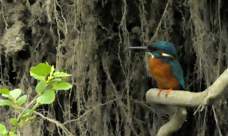 common kingfisher
