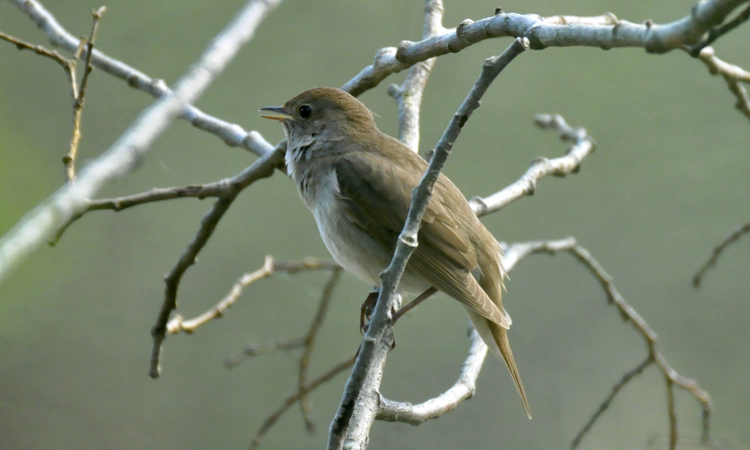 nightingale