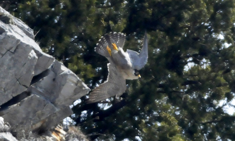 peregrine falcon