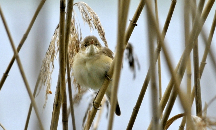 reed warbler