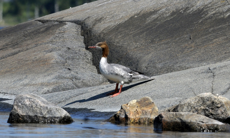 redbreasted merganser