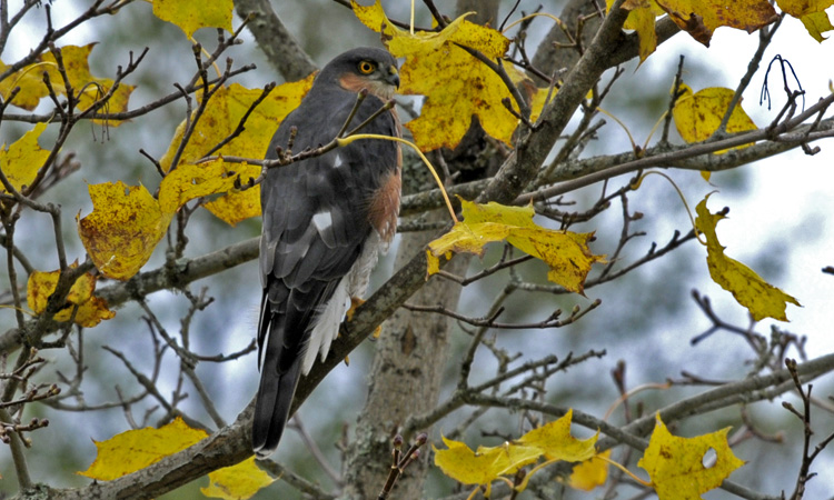 sparrowhawk
