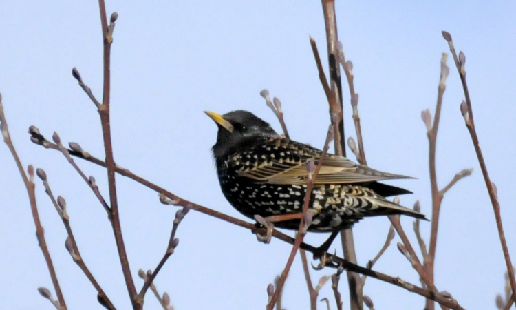 sparrowhawk