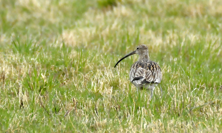 eurasian_curlew