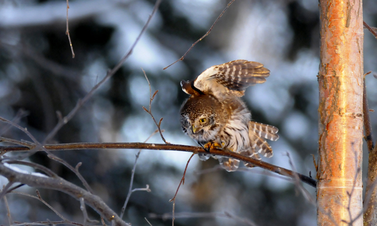 eurasian_pygmy_owl
