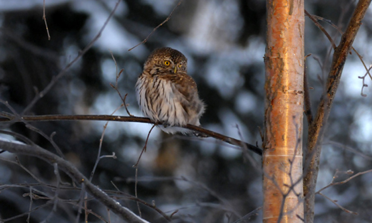 eurasian_pygmy_owl