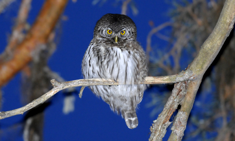 eurasian_pygmy_owl