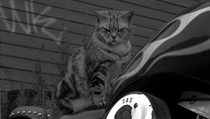 micke_Larson_mikael_larsson