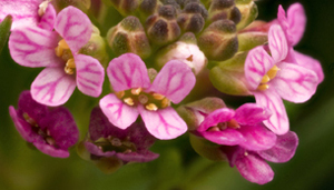 flowers_micke_larson