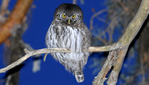 animals_alpi_marittime