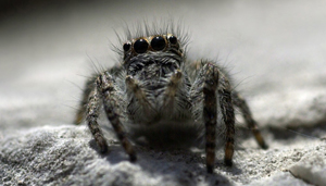 insects_mikael_larsson